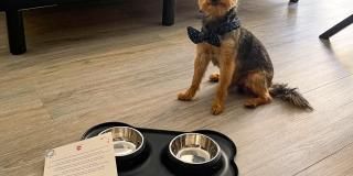 Hotel Brice Garden Nice : your 4* pet friendly hotel