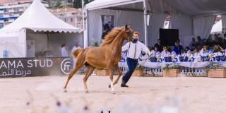 Championnat pur-sang Arabe 2019 à Menton